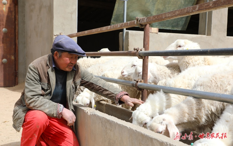 老李的杂交羊逆袭记