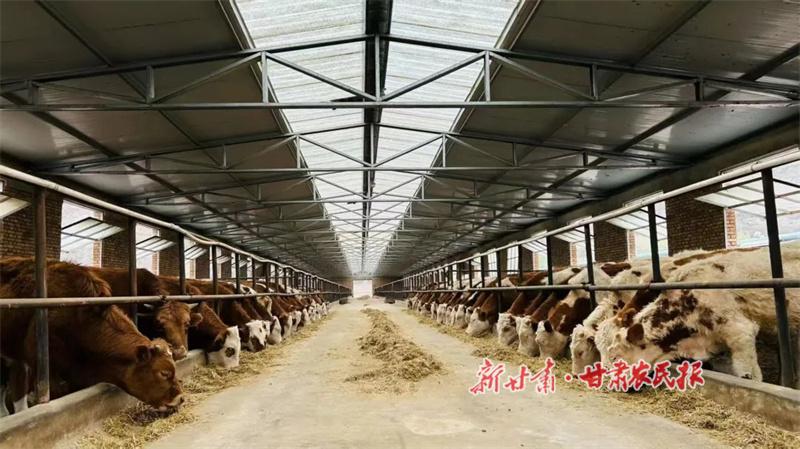 华亭：红牛产业“犇”富路  乡村振兴牛劲足