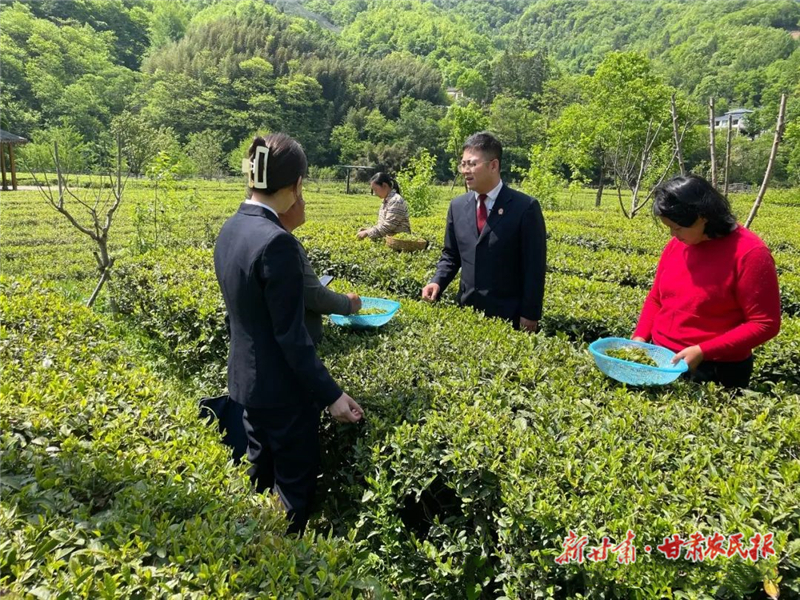将法庭设在茶园里