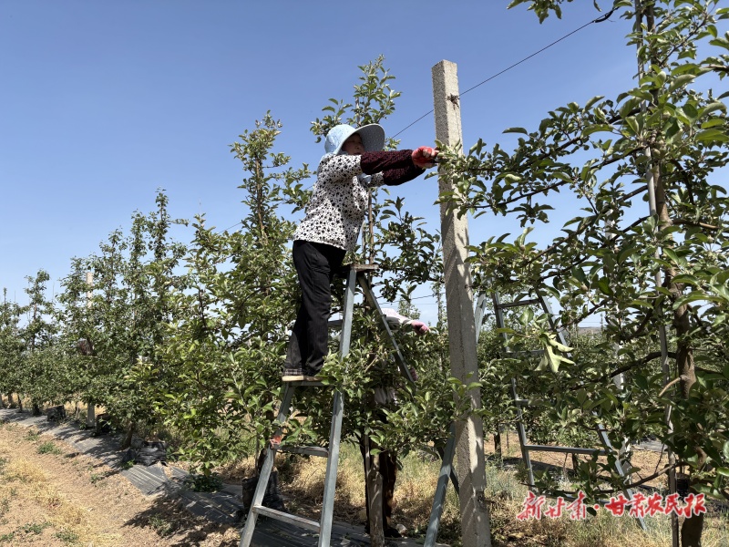 果园管理