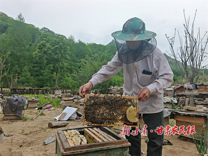 秦州区娘娘坝镇：大山养殖好&ldquo;蜂景&rdquo; 甜蜜产业酿出富民曲