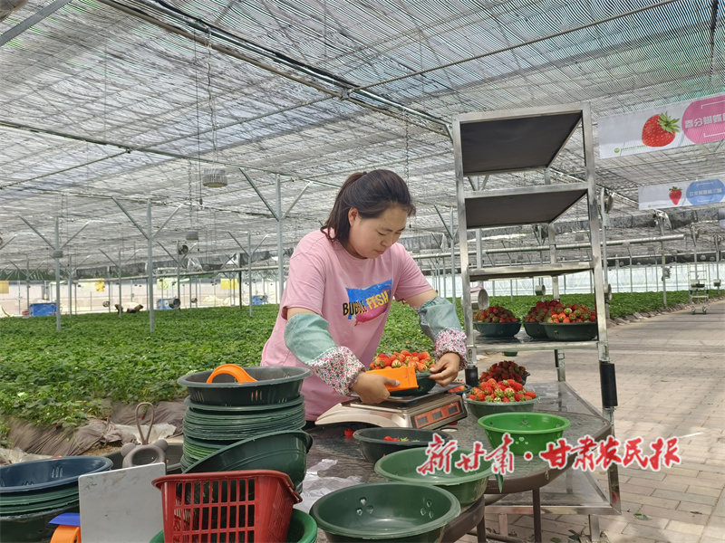 秦州区天水镇：科技赋能 产业富民 奋力谱写乡村振兴新篇章

