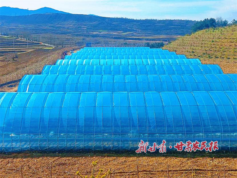 华亭：&ldquo;小天麻&rdquo;长成&ldquo;大产业&rdquo;