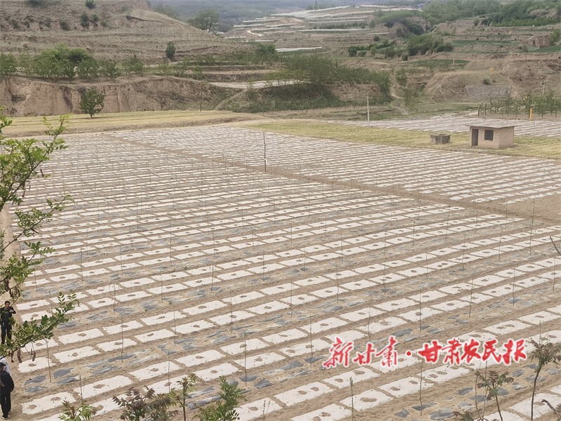 秦州：改造提升老旧果园 助力果品产业发展