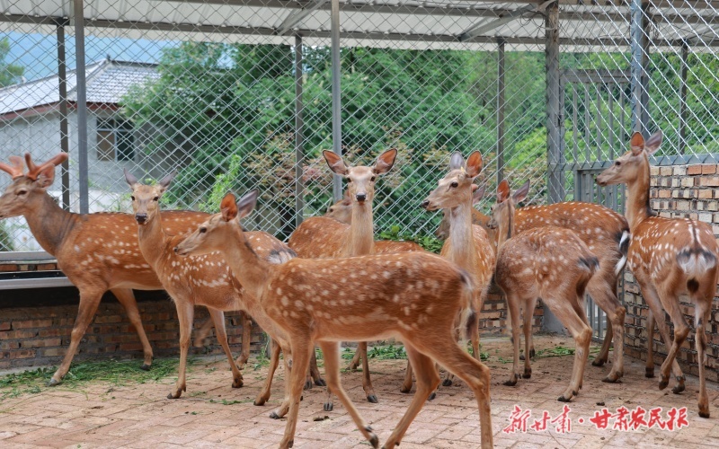 康县：特色养殖助农增收