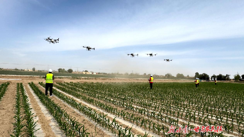 民勤：小麦&ldquo;一喷三防&rdquo; 助夏粮丰产丰收