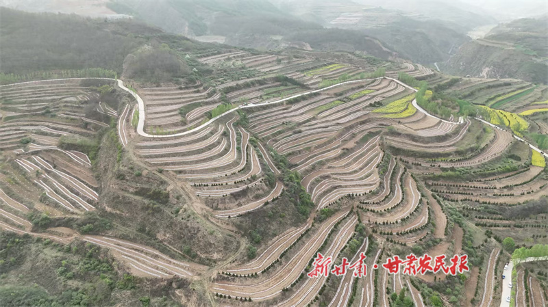 秦州区皂郊镇：扛牢责任担当 推动乡村全面振兴

