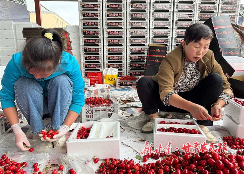 秦州大樱桃火热上市 客商云集&ldquo;扎堆&rdquo;抢鲜