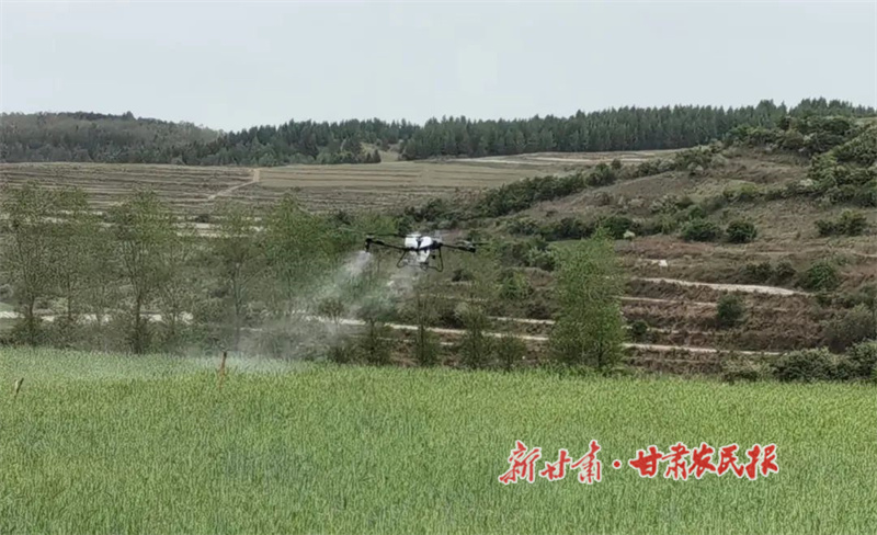 华亭：&ldquo;一喷三防&rdquo;管护忙 稳产增收保夏粮
