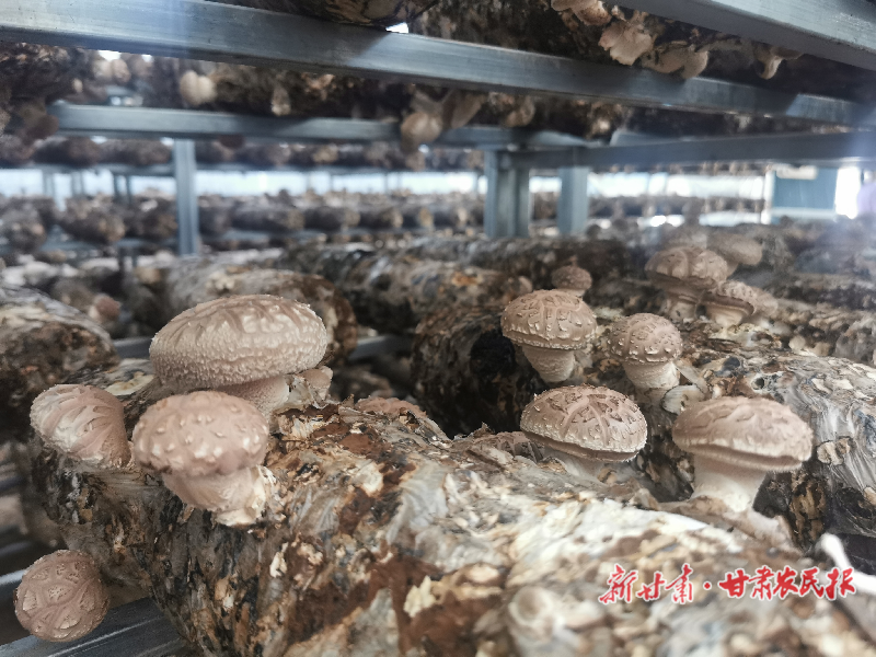 天祝：头茬高原菌菇抢鲜上市