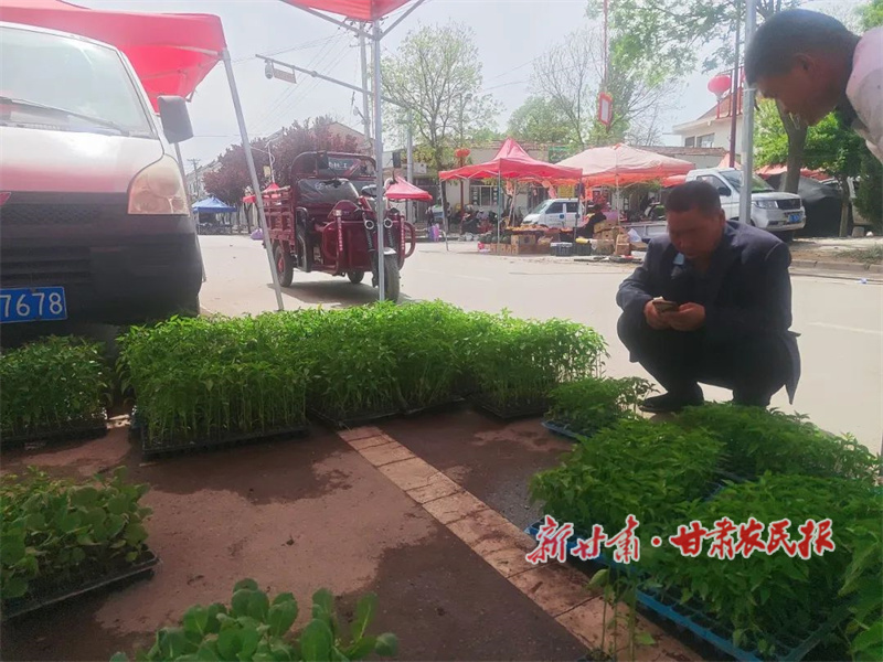 华亭：策地镇大集迎来蔬菜苗采购热潮