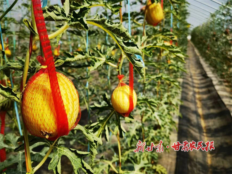 华亭：甜瓜飘香铺就振兴&ldquo;甜蜜路&rdquo;