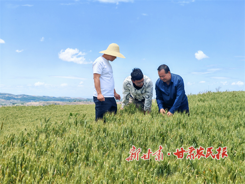 秦州区：科技赋能助增产 绘就夏粮&ldquo;丰&rdquo;景图
