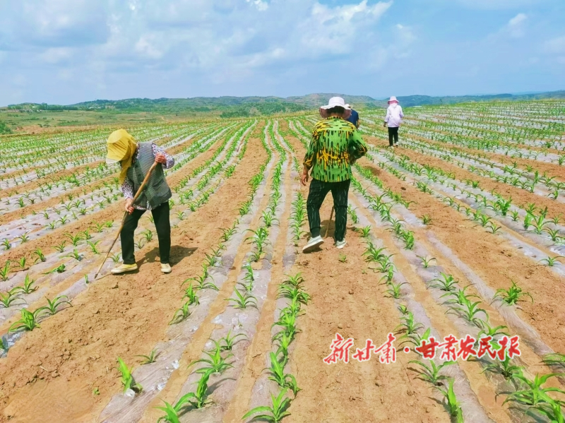 华亭：推广复合种植新技术， 力促&ldquo;一地双收&rdquo;保丰收