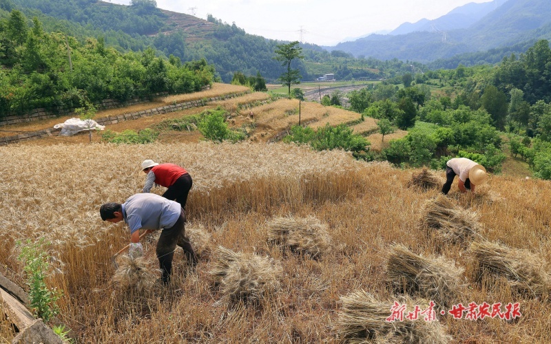 康县：小麦成熟收割忙