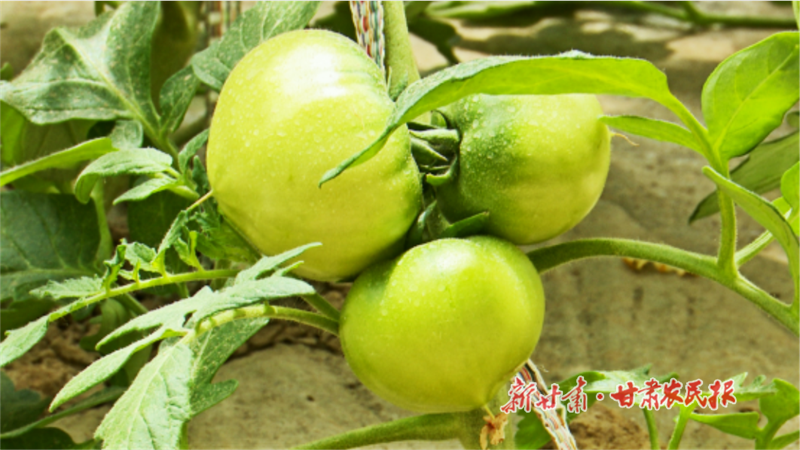 华亭：拎稳菜篮子 &ldquo;蔬&rdquo;写好日子