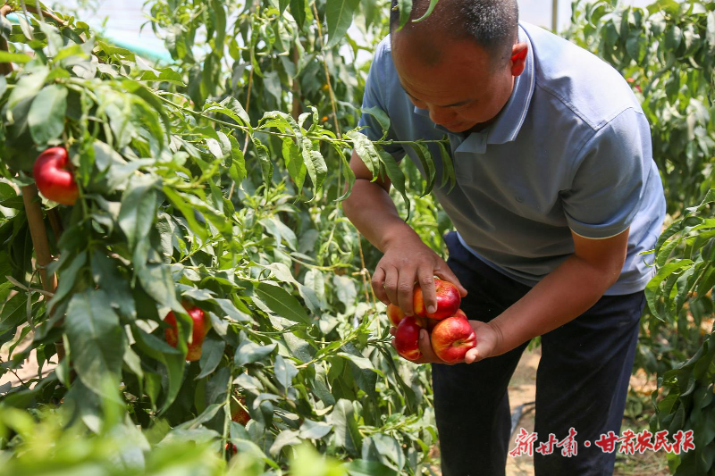 【图片新闻】古浪：油蟠桃“甜蜜”上市