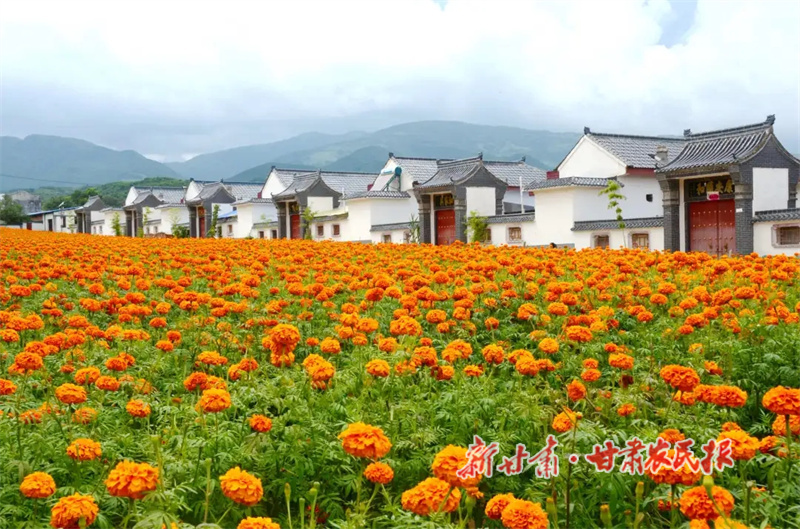 华亭：荒坡变花田的“美丽经济”蹚出乡村致富新路径