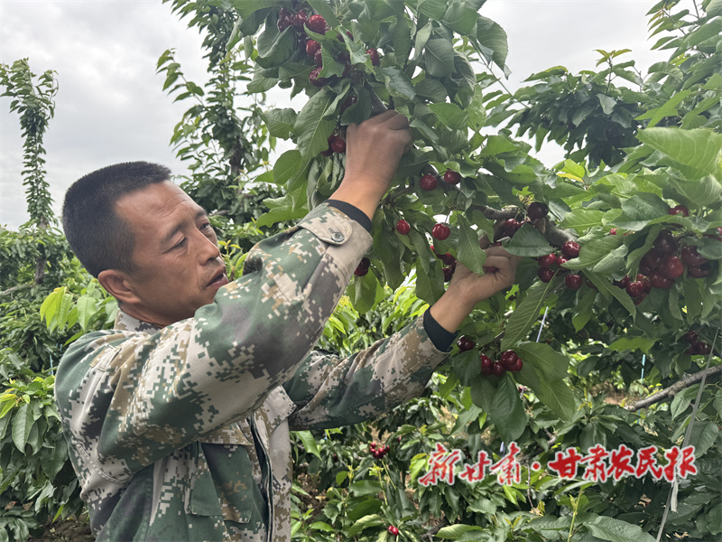 秦州区：樱桃红满枝 产业富农忙

