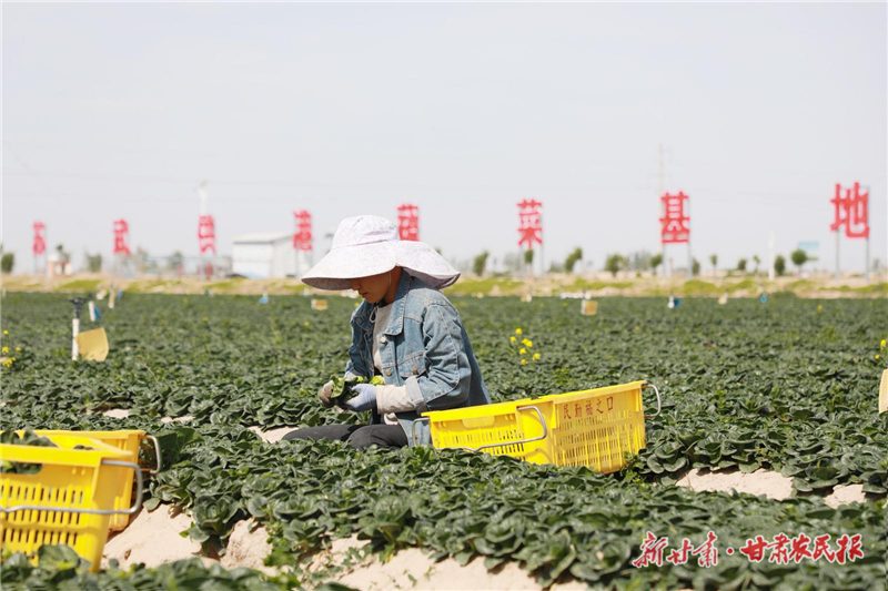 民勤县3000亩供港蔬菜开启夏收模式