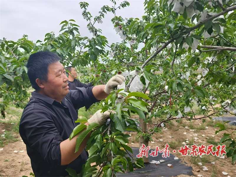 秦州区：樱桃映红增收路 果农田间采摘忙