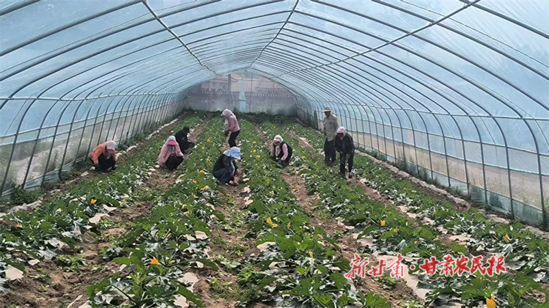 华亭：蔬菜大棚里的“致富经”
