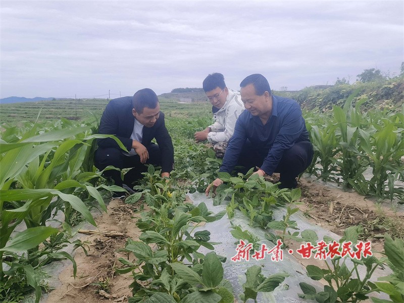 秦州区：加强玉米苗期管护 夯实秋粮丰收基础