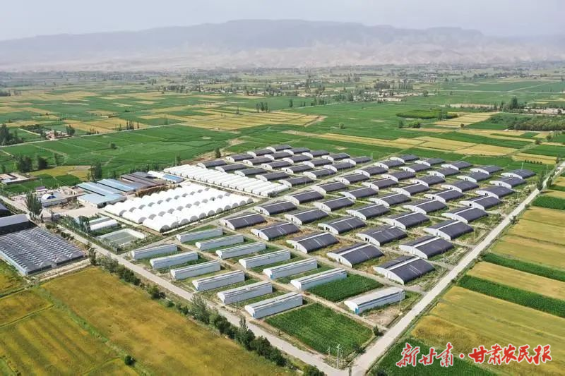 凉州区&ldquo;联农带农&rdquo;机制绘美乡村振兴新图景