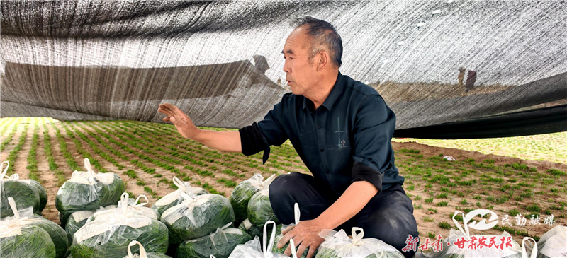 民勤：露地沙葱陆续采收