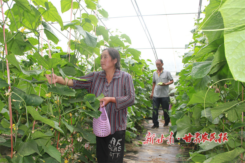 华亭：科技赋能 蔬果争香