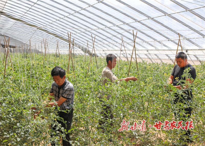 秦安县:科技育苗结硕果 产业振兴谱新篇
