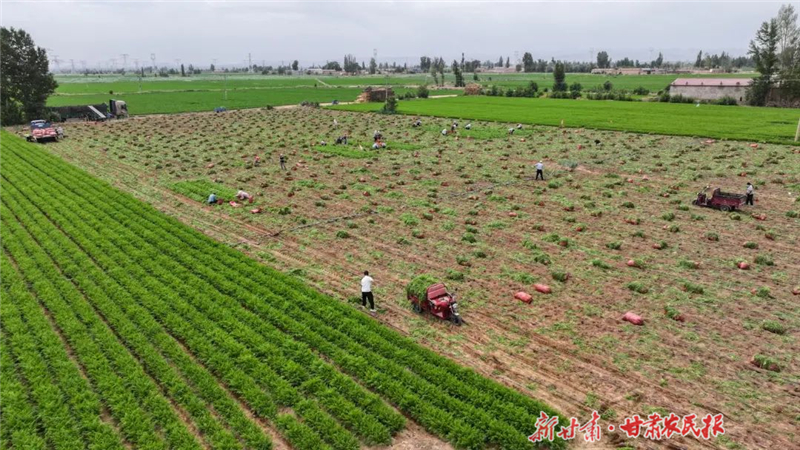 古浪：万亩胡萝卜全面开收
