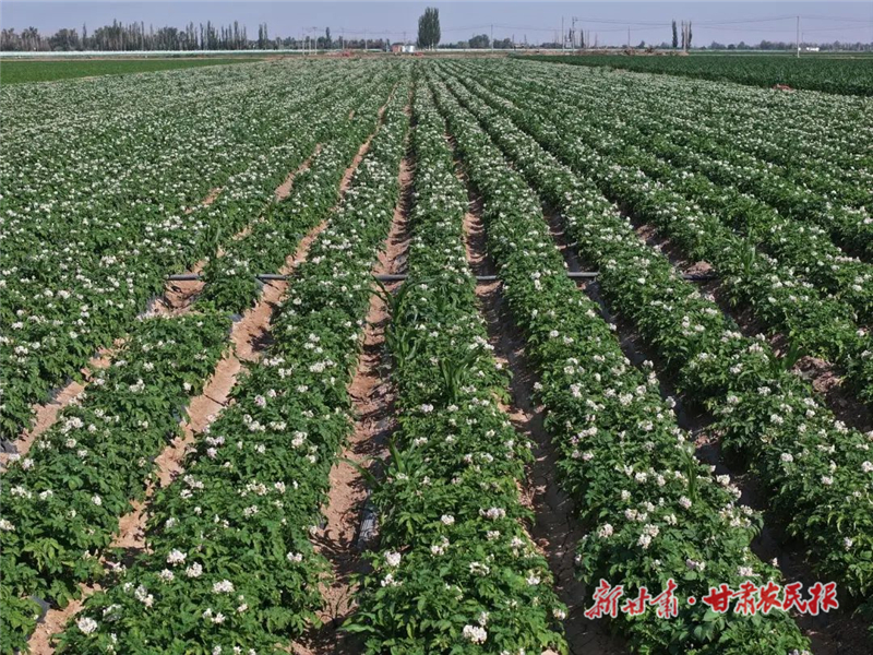 灌溉有“智” 民勤县昌宁镇万亩马铃薯花开正旺绘丰景