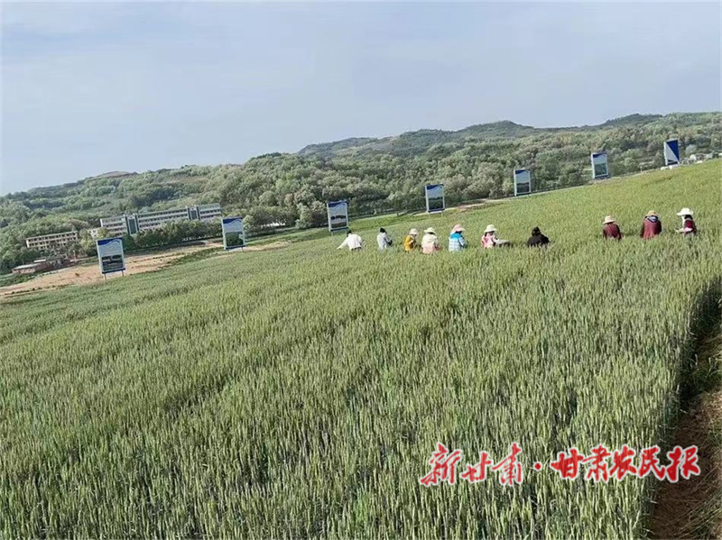 秦州区：“三抓三促”见实效 高质量发展谱新篇