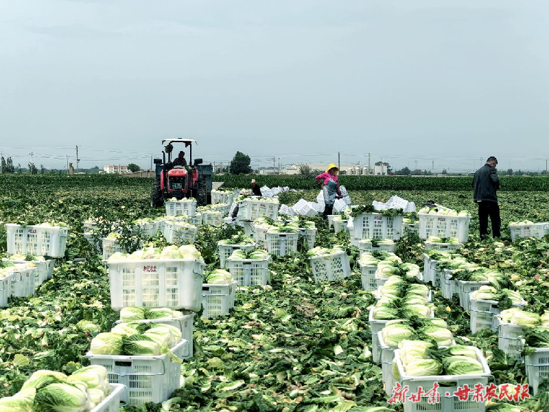 凉州区：夏日蔬菜丰收忙