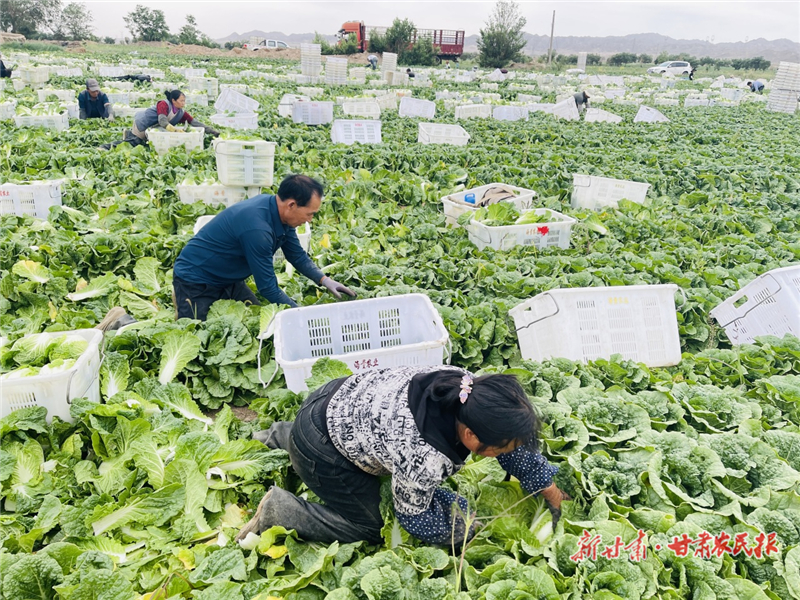 【图片新闻】金川区：娃娃菜与小甘蓝奏响丰收乐章