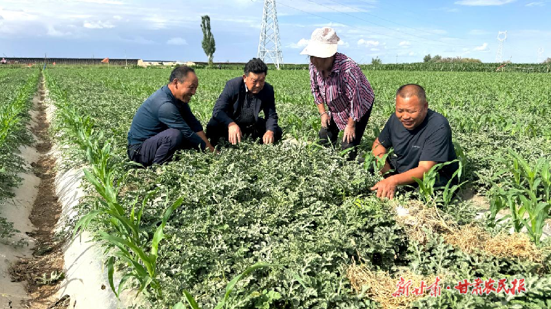 民勤：千亩西瓜长势喜人 即将成熟上市
