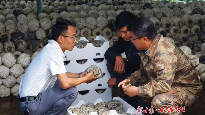 天祝：菌香四溢促增收