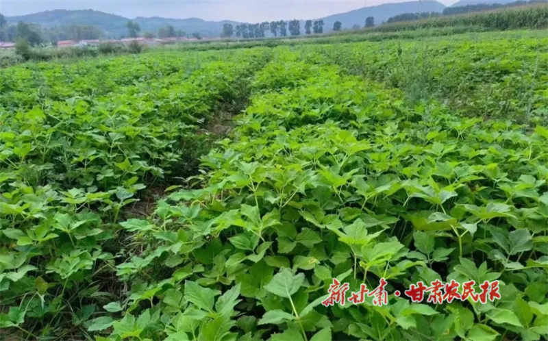 华亭：特色产业夯实致富根基