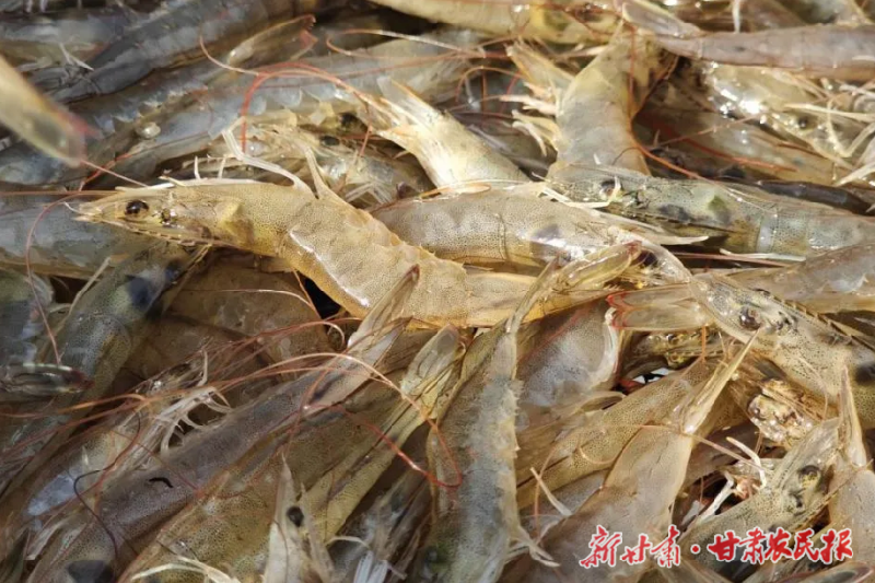 金川区“锶甜虾”精品海水养殖基地首批南美白对虾上市