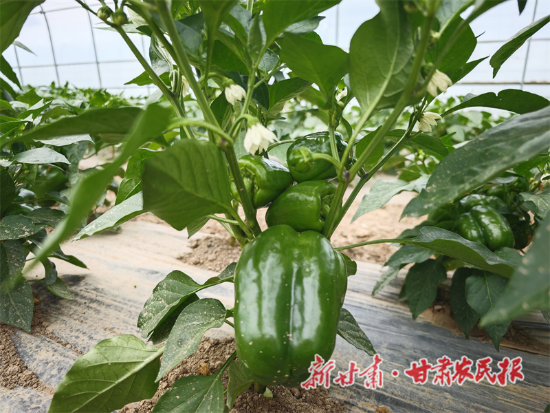 清水县：大棚彩椒长势喜人