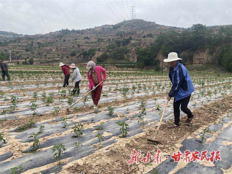 甘谷县：辣椒进入开花挂果期 科学管护确保大田丰收