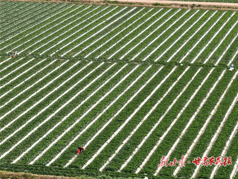 民勤：&ldquo;智能水银行&rdquo;浇灌千亩蜜瓜田