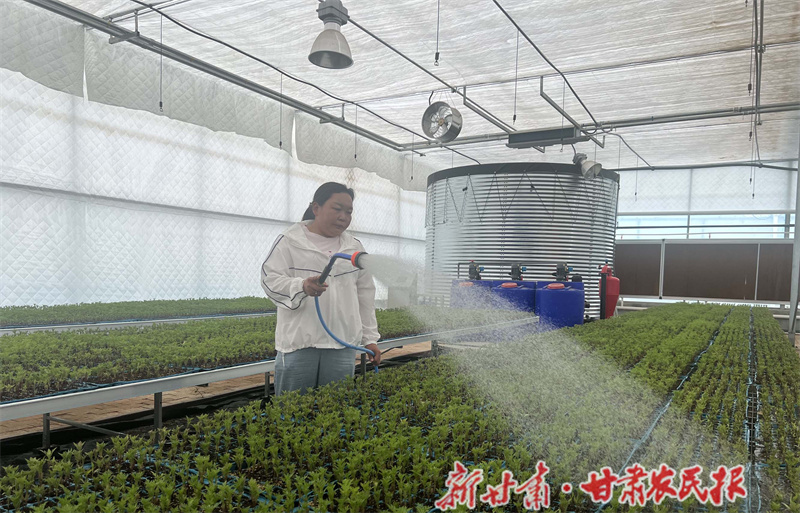 秦州区：设施农业结硕果 乡村振兴动力足