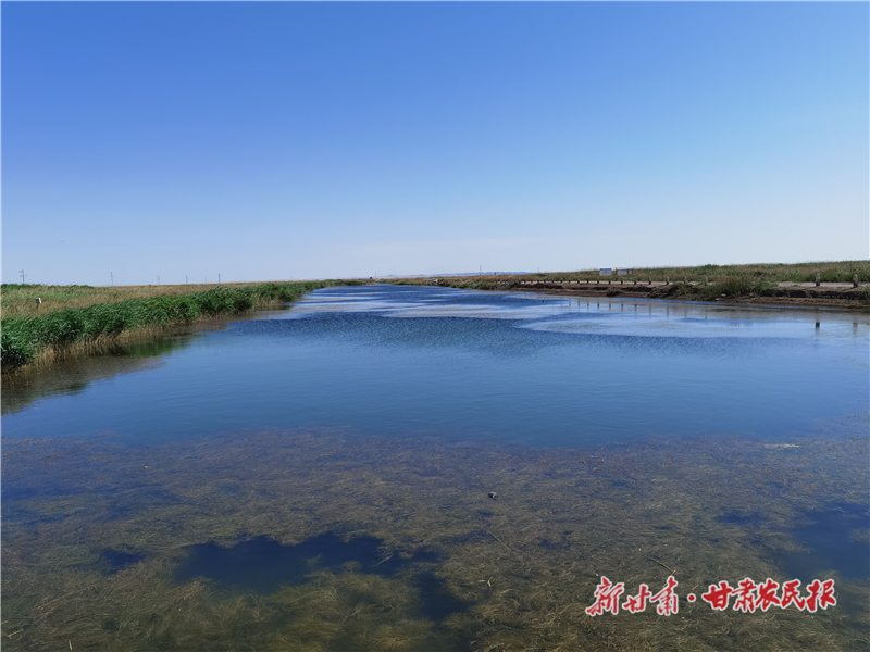 风沙线上的生命突围：青土湖生态保卫战