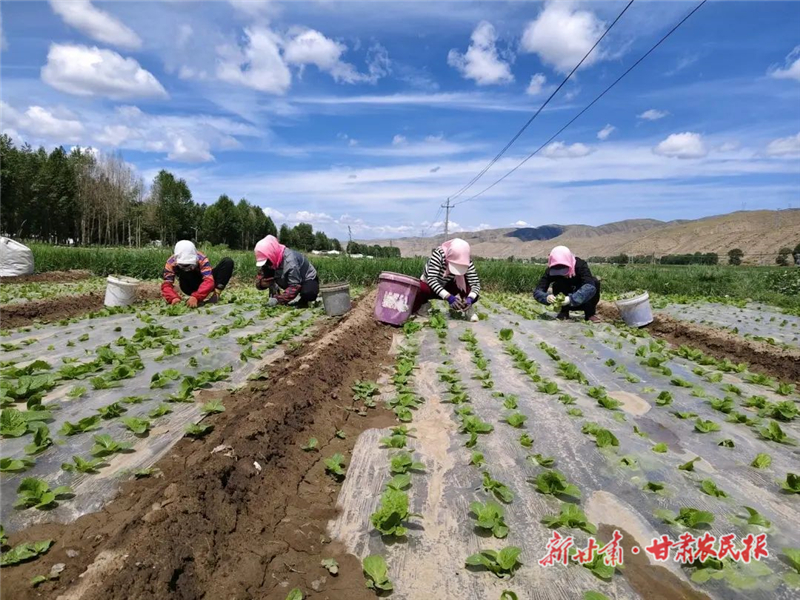 娃娃菜管护“管”出好收成