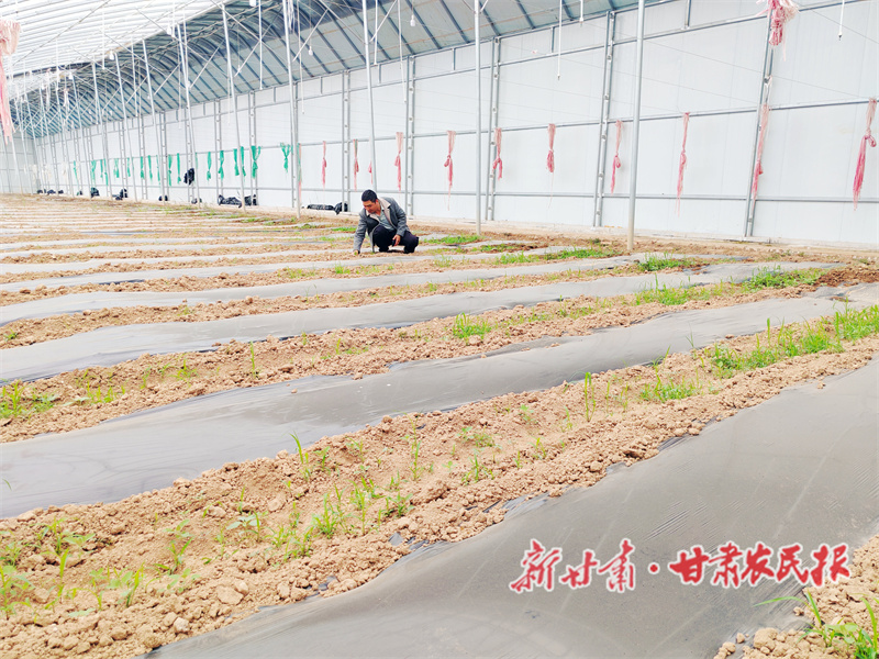 党旗红映乡村兴 幸福常驻百姓家——张家川胡川村党组织以实干担当绘就和美乡村新画卷