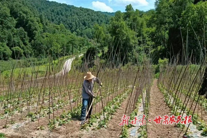 甘谷县：架豆长势旺 “架”起群众致富路