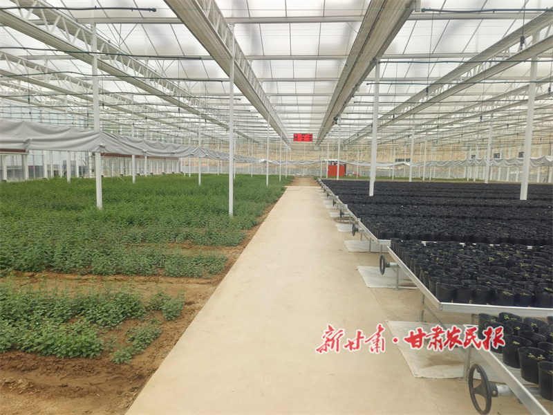 秦州区：特色产业赋能乡村振兴 和美乡村绘就幸福画卷