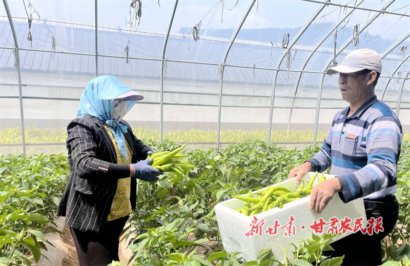 华亭：蔬菜大棚“生金” 绘就富农新图景